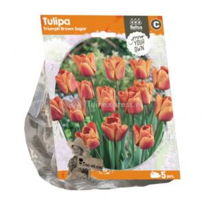 Baltus Tulipa Triumph Brown Sugar tulpen bloembollen per 5 stuks